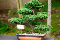 Chị em à, trồng 6 loại cây này trong nhà sẽ giúp cả nhà luôn vui vẻ