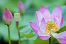 Người có ngày sinh Âm lịch kết thúc bằng 3 số này, tương lai rực rỡ