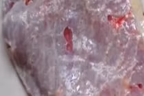 Video: Tưởng chỉ có trong phim ảnh, hóa ra “thịt zombie” là có thật
