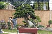 Đại gia chi tiền tỷ mua cây duyên tùng Nhật Bản 700 tuổi