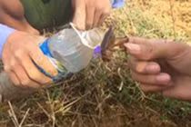 Video: Xem người Hà Tĩnh đào dế cơm đem về chế biến món ăn