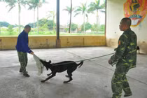 Lấy quần áo, 2 mẹ con bị đàn chó dữ tấn công dữ dội
