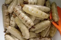 Dân Hà thành săn "thần dược" mối chúa về ngâm rượu tẩm bổ