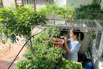 Vườn 3m2 ở ban công đủ các loại rau của nam kỹ sư Sài Gòn