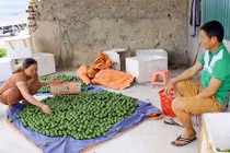 Người dân đi "mót" từng quả chanh, vẫn không có mà bán