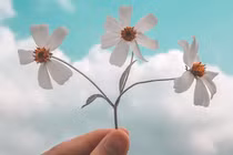 Đàn ông hay đàn bà sinh tháng âm lịch này, đường đời suôn sẻ