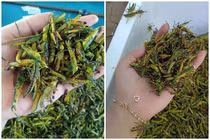 Châu chấu trứng 150 nghìn/kg ăn phải đăng ký chờ ưu tiên