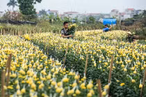 Làng hoa Hà Nội đang ngồi trên đống lửa vì dịch COVID-19