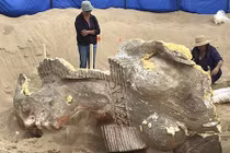 Bất ngờ tìm thấy đầu tượng nhân sư khổng lồ ở Mỹ
