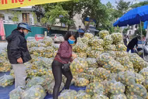 Cam lòng vàng giá siêu rẻ vẫn khó bán, nhà vườn loay hoay tìm đầu ra