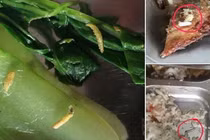 Hãi hùng với bữa cơm công ty: rau sâu, cá giòi
