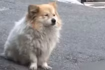 Cảm động chú chó Hachiko phiên bản Hàn chờ chủ 3 năm