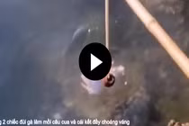 Video: Dùng 2 chiếc đùi gà làm mồi câu cua và cái kết