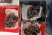 Loài chim có vẻ đẹp kỳ lạ giá 400 triệu/cặp, chỉ nuôi 10 ngày đã bán