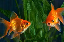 Những điều chưa biết về não cá vàng