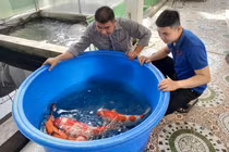 Kiếm tiền tỷ mỗi năm nhờ kinh doanh cá Koi