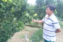 "Cây bạc triệu" trên đồng đất Bình Dương