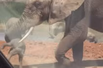 Video: Voi con bị voi đực quăng quật lung tung