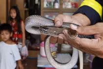 Vấn nạn rắn ở Bangkok: Lính cứu hỏa bắt rắn nhiều hơn dập lửa