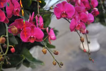 Nấu chuối tưới cho phong lan, 1 tuần sau hoa tuôn như suối