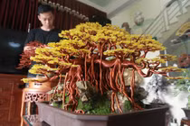 Biến dây đồng thành tuyệt phẩm bonsai