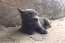 Tìm ra họ hàng nhà idol Nguyễn Văn Dúi