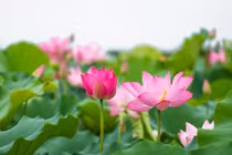 Tại sao hoa sen trở thành biểu tượng của nhà Phật?