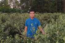 Đem cây dại về trồng bán, người đàn ông Lạng Sơn thu cả tỷ đồng/năm