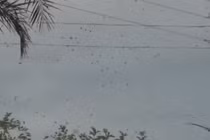 Video: Rợn người cảnh hàng trăm con nhện lơ lửng trên bầu trời