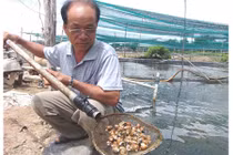 Nuôi loài “ốc phá sản”, lão nông vẫn thu tiền tỷ mỗi năm
