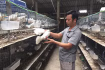 Làm giàu nhờ loài chim trắng nhốt lồng, lãi vài trăm triệu/năm