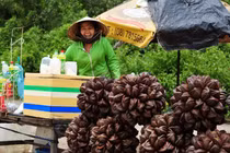 Quả bình dân ở Việt Nam nhưng ở nước này lại là thực vật rất quý