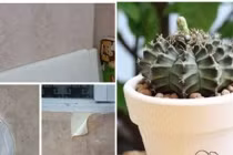 Trong nhà có thứ này rút cạn may mắn: Gia chủ cần tìm cách khắc phục