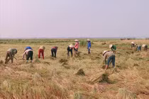 Thầy giáo và học sinh làm chuyện bất ngờ giúp học trò gặt lúa