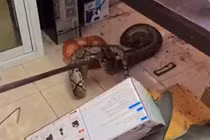 Video: Bắt trăn khủng ẩn náu trong nhà bếp của đồn cảnh sát