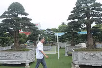 Mãn nhãn vườn cây cảnh chúa trùm thảo mộc