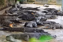 Giá cá sấu tăng cao, nông dân ồ ạt nuôi, kiểm lâm căng mình canh giữ