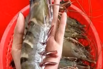 Ngỡ ngàng tôm sú tự nhiên khổng lồ rẻ chưa từng có