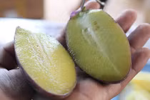 "Cơn sốt" của lạ ở Đà Lạt: Dưa pepino tím độc nhất Việt Nam