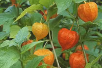 Quả dại mọc bờ bụi gây sốc khi bán ở Việt Nam 400.000 đồng/kg