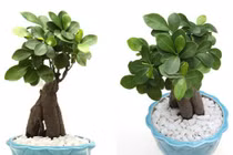 10 loại cây phong thủy mang đến tài lộc cho bạn