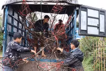Tận diệt... đào rừng, còn đâu bản sắc xuân Tây Bắc?