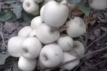 Loại táo "ma" có vỏ và ruột màu trắng muốt