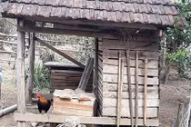 Cả bản kéo nhau đi xem gà trống đẻ trứng “vàng”