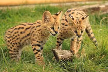 Loài mèo nào chạy nhanh chỉ sau báo cheetah?