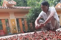 Lão nông thu về hàng tỷ đồng mỗi vụ khi trồng loại cây này 