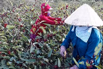 Trồng cây lạ chơi hoa, sau vài năm nhân giống người dân thu hàng trăm triệu