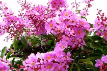 An ủi người trong mộng một thời, tôi đã "cắm sừng" vợ
