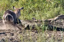 Cận cảnh màn thoát chết thần kỳ của linh dương Waterbuck trước hàm cá sấu