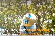 Video: Bức xúc cảnh người đàn ông bắn khỉ ở chùa Linh Ứng